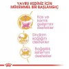 Royal Canin British Shorthair için Yavru Kedi Maması 2 Kg