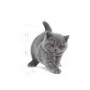 Royal Canin British Shorthair için Yavru Kedi Maması 2 Kg