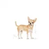 Royal Canin Chihuahua Yaş Köpek Maması 85g x 12li Paket