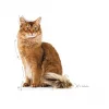 Royal Canin Care Light Weight Diyet Yaş Kedi Maması 85 G x 12li Paket