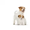 Royal Canin Mini Starter Küçük Irk Yavru Köpek Maması 4 Kg