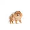 Royal Canin Pomeranian Yaş Köpek Maması 85g X 12li Paket