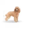 Royal Canin Poodle Yaş Köpek Maması 85g x 12li Paket