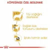 Royal Canin Poodle Yaş Köpek Maması 85g x 12li Paket