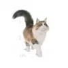 Royal Canin Sos İçinde Kısırlaştırılmış Yetişkin Kedi Yaş Maması 85gr x 12 li Paket