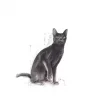 Royal Canin Sterilised37 Kısırlaştırılmış Kediler için Kuru Kedi Maması 2 Kg