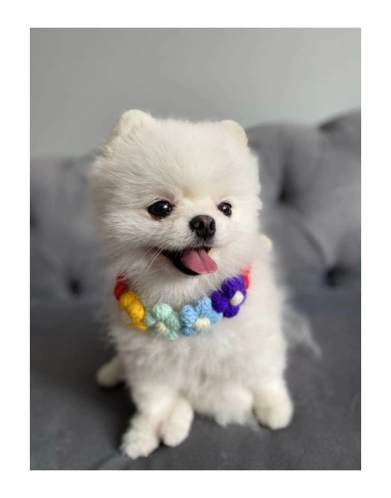 Çiçekli Kedi Köpek Boyunluk