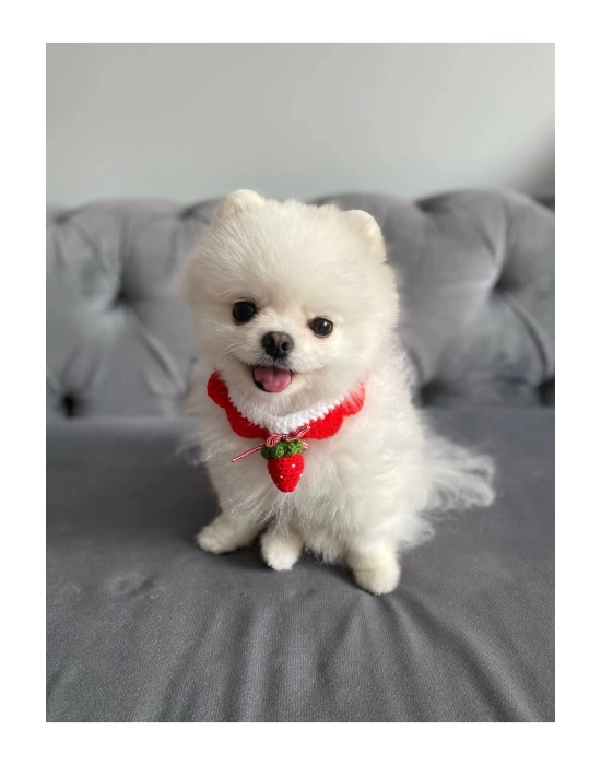 Çilek El Örme Kedi Köpek Boyunluğu