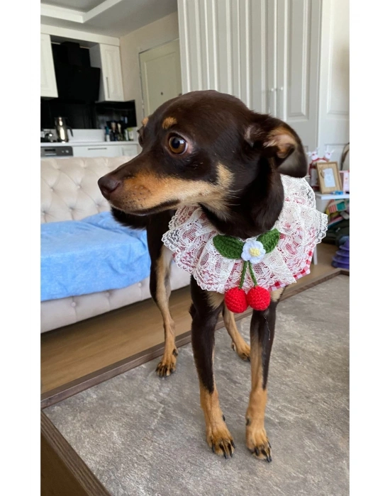 Kedi Köpek Boyunluk (kırmızı Pötikare Kiraz Krem Dantel)