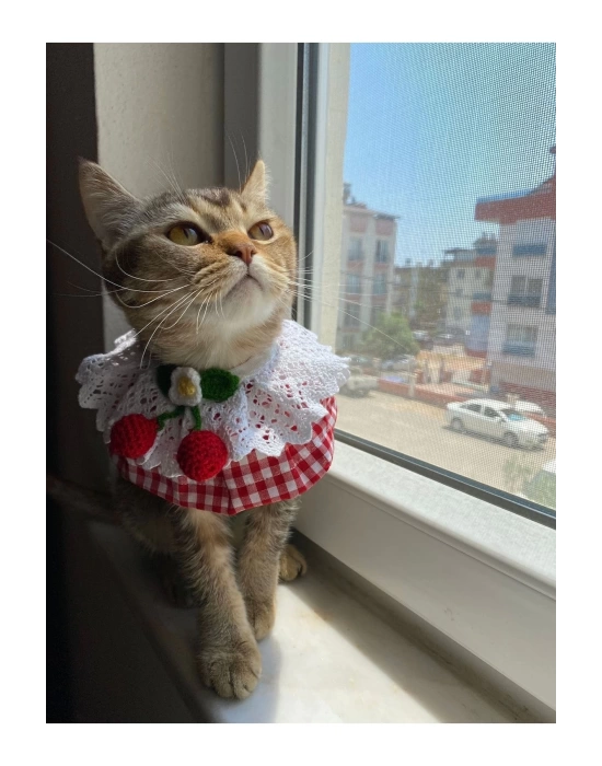 Kedi Köpek Boyunluk (kırmızı Pötikare Kiraz Krem Dantel)