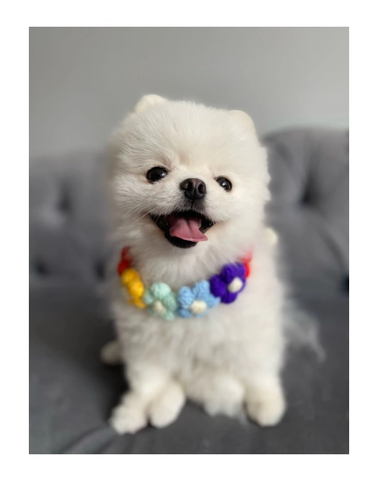 Çiçekli Kedi Köpek Boyunluk