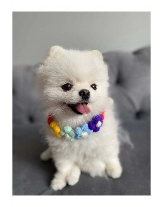 Çiçekli Kedi Köpek Boyunluk