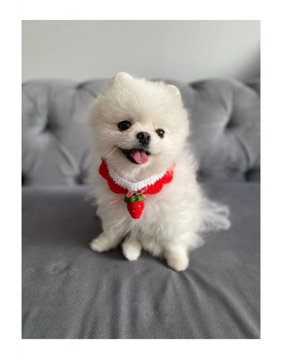 Çilek El Örme Kedi Köpek Boyunluğu