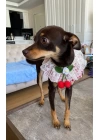 Kedi Köpek Boyunluk (kırmızı Pötikare Kiraz Krem Dantel)