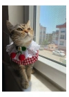 Kedi Köpek Boyunluk (kırmızı Pötikare Kiraz Krem Dantel)
