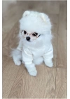 Beyaz Baskılı Köpek Sweatshirt