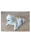 Beyaz Baskılı Köpek Sweatshirt