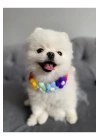 Çiçekli Kedi Köpek Boyunluk