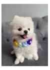 Çiçekli Kedi Köpek Boyunluk