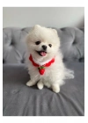 Çilek El Örme Kedi Köpek Boyunluğu