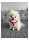 Çilek El Örme Kedi Köpek Boyunluğu