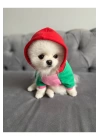 Pembe Vişne Kapüşonlu Köpek Sweatshirt