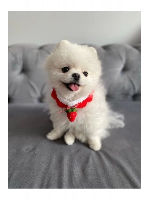 Çilek El Örme Kedi Köpek Boyunluğu