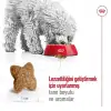 Royal Canin Mini Adult Küçük Irk Yetişkin Köpek Maması 2 Kg