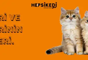 Kedi Cinsleri ve Özellikleri