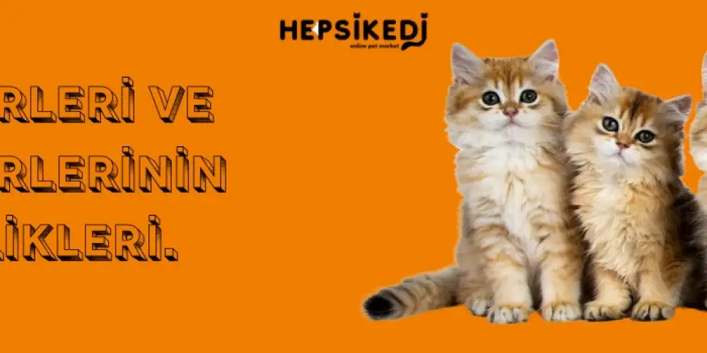 Kedi Cinsleri ve Özellikleri