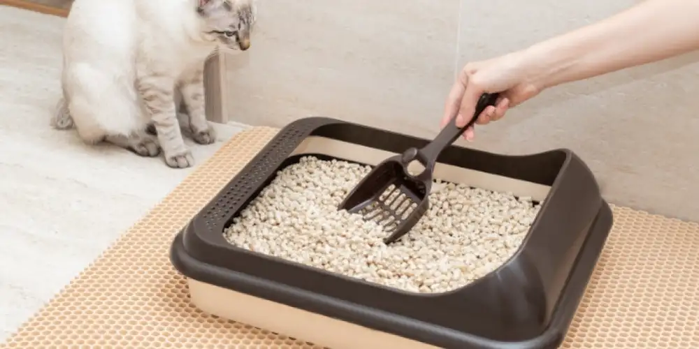 Kedi Kumu Kabı Seçerken Nelere Dikkat Etmeliyiz