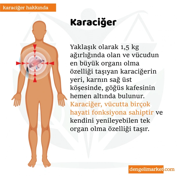 HİNT YAĞI SARGI BEZİ 4LÜ SET: KARACİĞER, PELVİK, TİROİD/GÖZ VE GÖĞÜS SARGI BEZİ, Pamuklu, Ergonomik