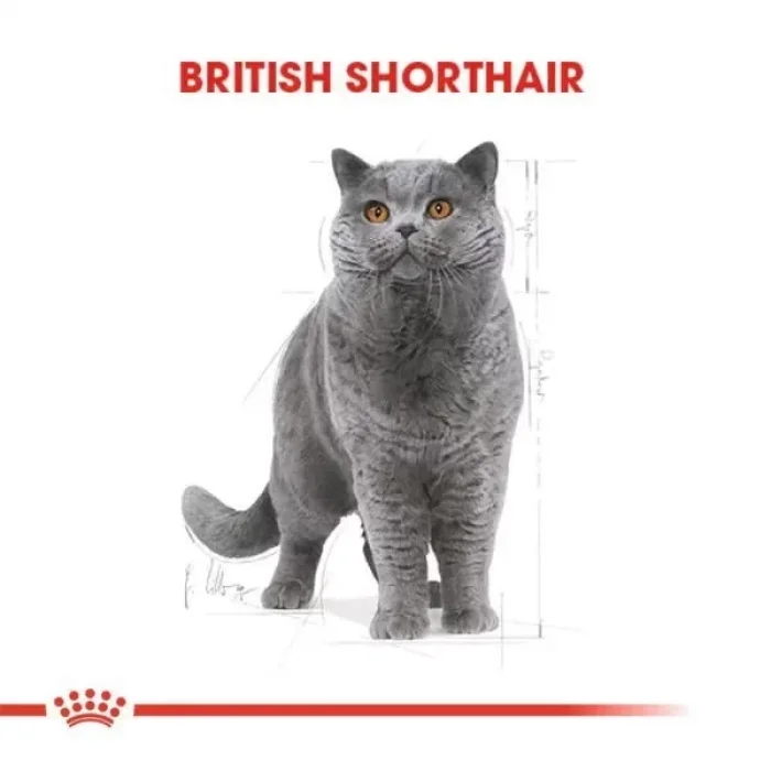 Royal Canin British Shorthair Adult Yetişkin Kedi Maması 10 Kg