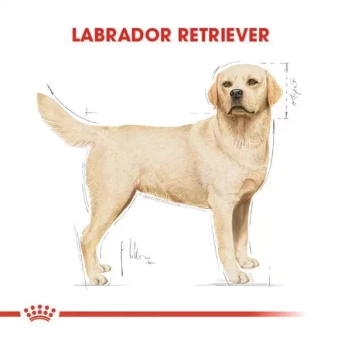 Royal Canin Labrador Retriever Yetişkin Köpek Maması 12 Kg