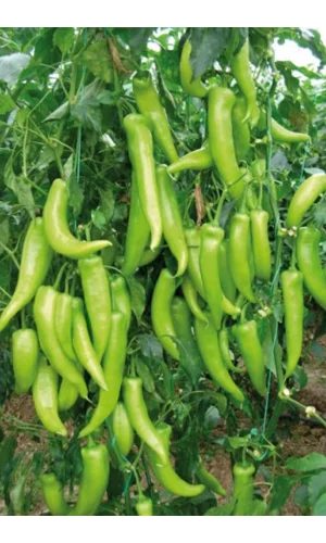 Çarliston Biber Tohumu 10 Gr