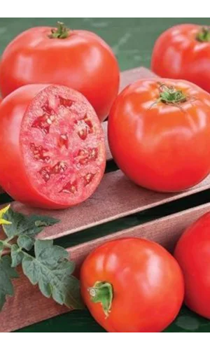 Domates Tohumu H.2274 5 Gr