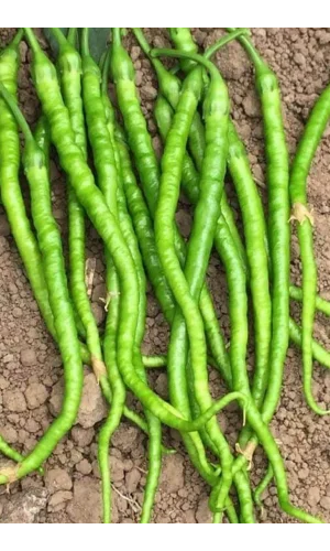 Tatlı Kıl Biber Tohumu 10 Gr