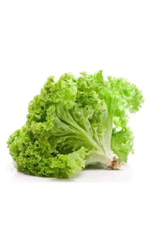 Yazlık Kıvırcık Marul Tohumu 10 Gr