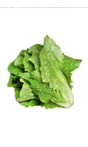 Yedikule Marul Tohumu 10 Gr