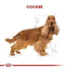 Royal Canin Cocker Adult Yetişkin Köpek Maması 3 Kg