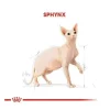 Royal Canin Tüysüz Sphynx Cinsi Yetişkin Kedi Maması 2 Kg