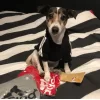 Adidog Köpek Kapşonlu Sweatshirt Elbise Kıyafet