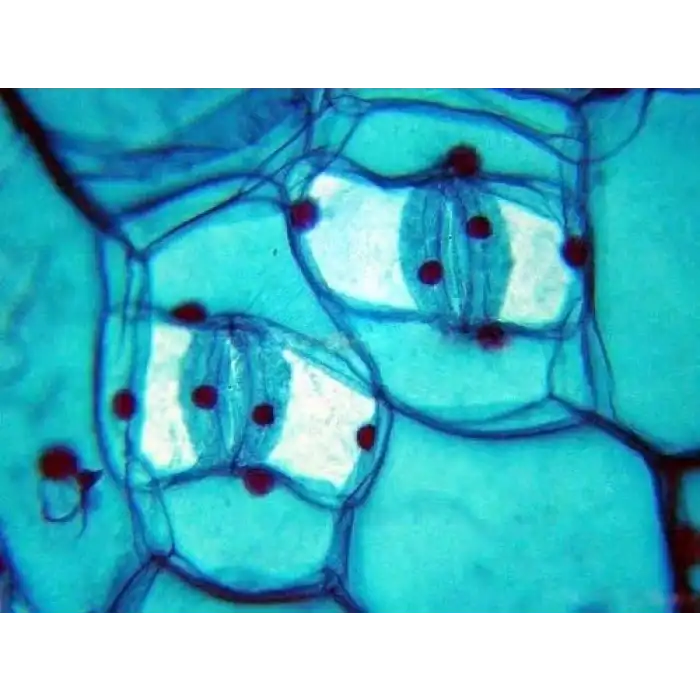 AmScope PS100A Hazır Mikroskop 100 Adet Slayt Seti