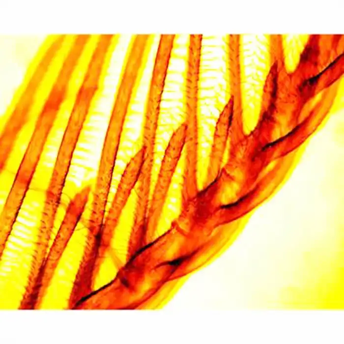 AmScope PS50A Hazır Mikroskop 50 Adet Slayt Seti