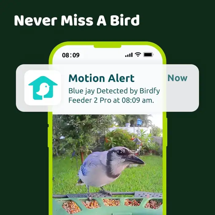 Birdfy 2 Akıllı Kuş Yemliği, Kamera, AI ile Kuş Türlerini Tanımlama 1 Kamera