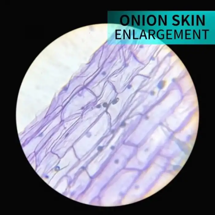 BOGRINUO Bileşik Binoküler Mikroskop 40X-2000X Büyütme