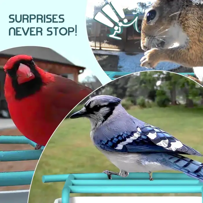 BROAIMX Güneş Enerjili Kameralı Kuş Yemliği Ücretsiz Yapay Zeka - Mavi