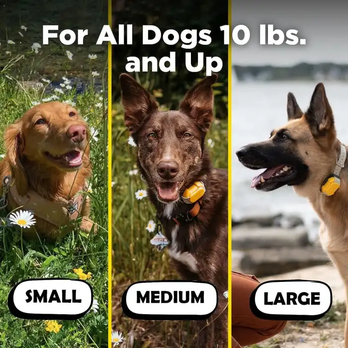 Dogtra CUE E-Yaka Su Geçirmez Şarj Edilebilir - Köpek Eğitim Tasması