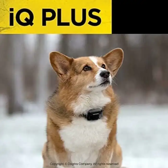 Dogtra iQ Plus Ek Alıcı Şarj Edilebilir Su Geçirmez Uzaktan Köpek Eğitimi