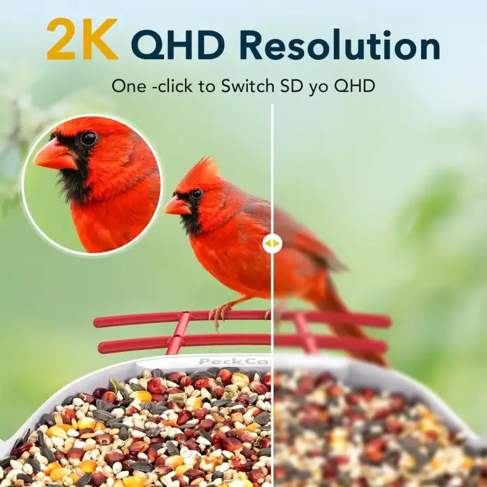 Peckcam Akıllı Kuş Yemliği, Kamera, 2K Canlı Gerçek Zamanlı Uyarı - Kırmızı
